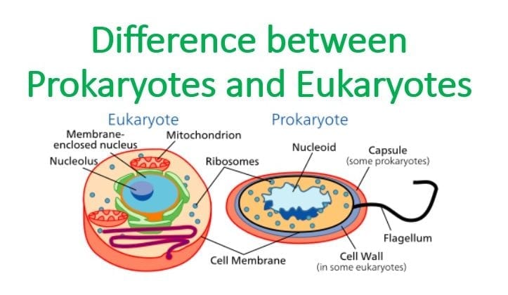 Difference between Prokaryotes and Eukaryotes ~ Microbiology Notes