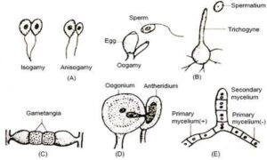 Fungi: Distribution, Morphology, Reproduction, Classification