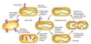 Bacteriophage: characteristics and replication of lytic and lysogenic cycle