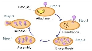 Lytic cycle