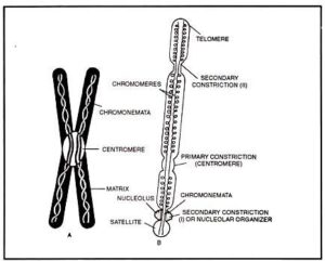 Chromosomes: Structure, Morphology, Composition And Organization