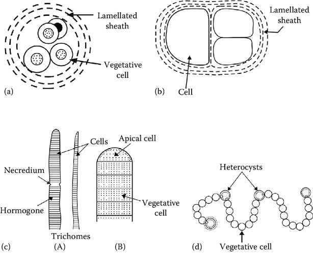 Morphology of cynobacteria