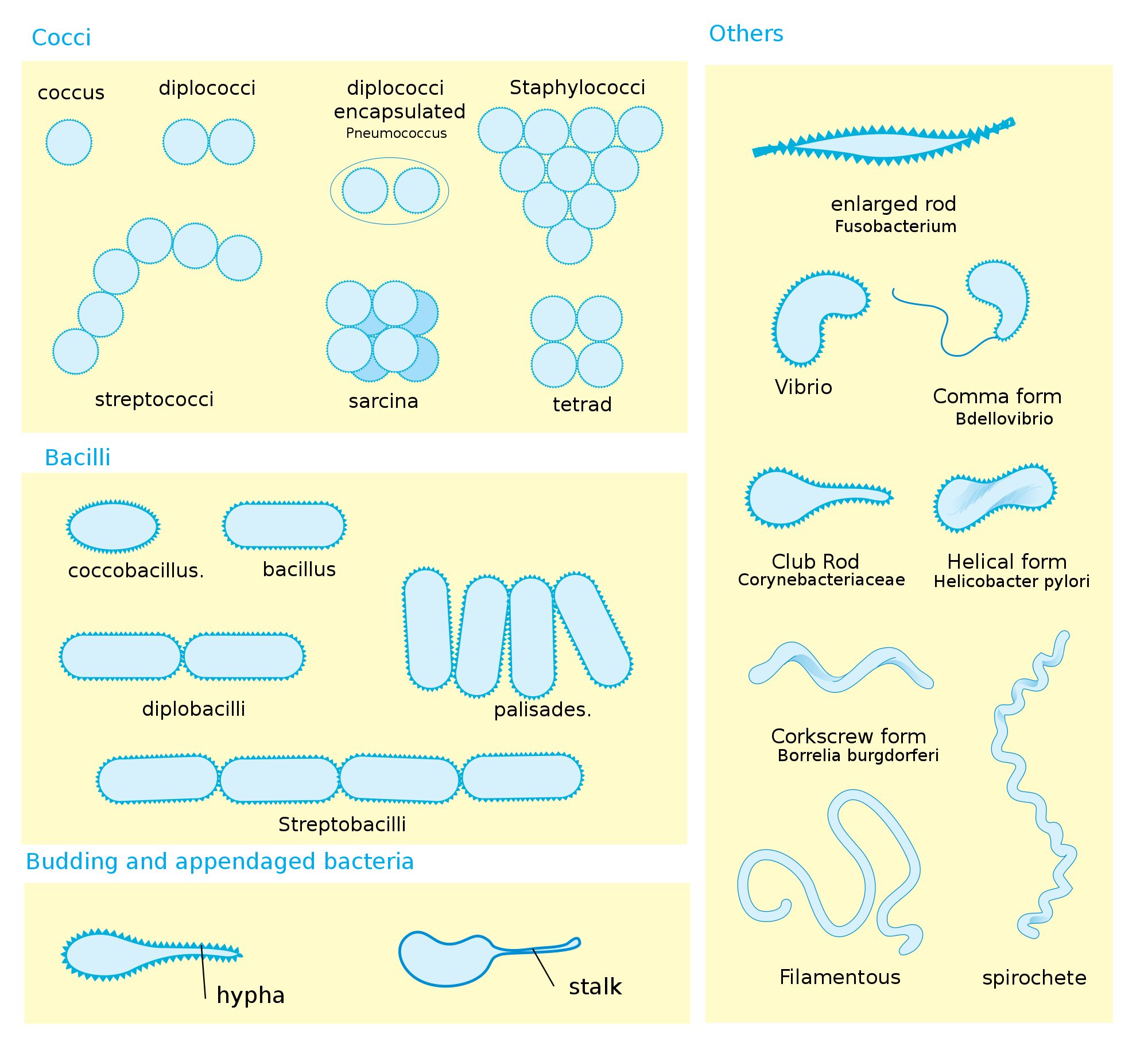 three bacteria shapes