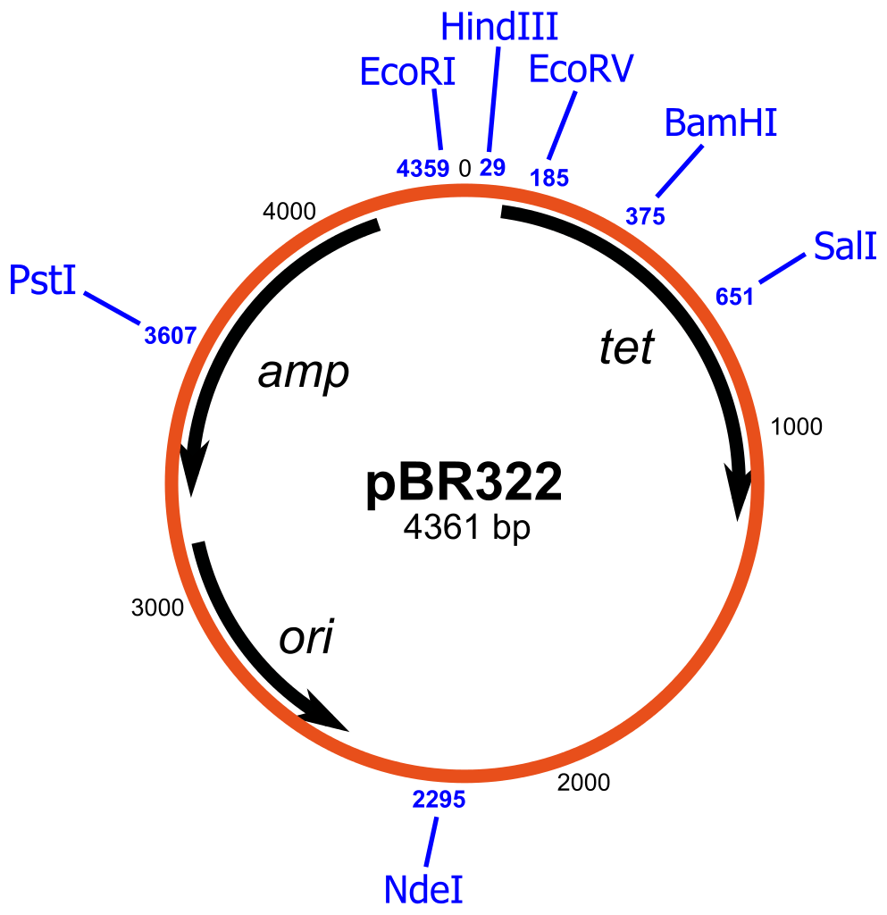 vector-properties-types-and-characteristics-microbiology-notes