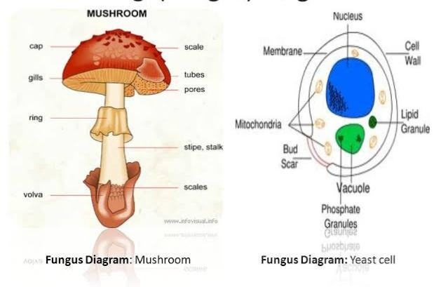 Fungi Structure And Reproduction 5075