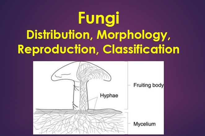 Fungi Distribution Morphology Reproduction Classification