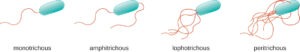 Bacteria Shape Size Structure And Other Membrane Microbiology Notes