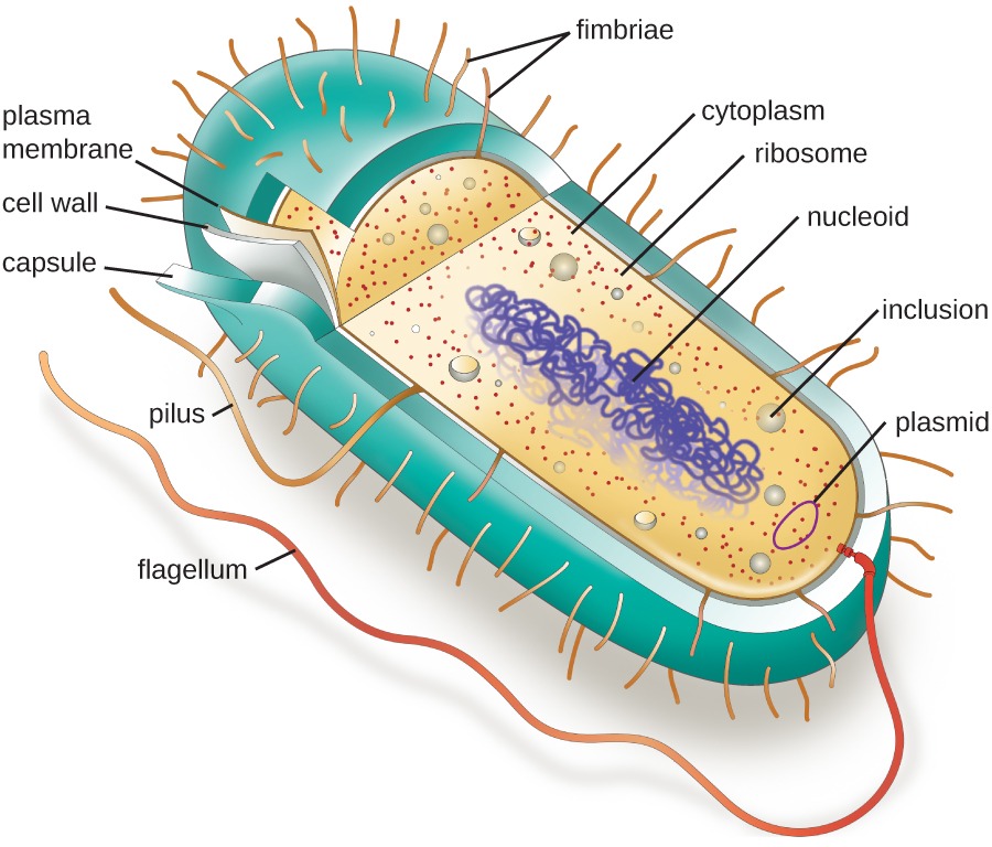 Prokaryote Example