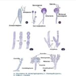 Fungi: Distribution, Morphology, Reproduction, Classification