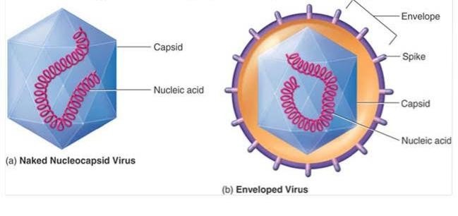 virus structure