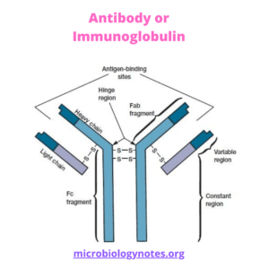 Antibody or Immunoglobulin - Microbiology Notes