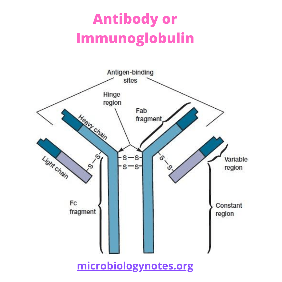 Antibody or Immunoglobulin