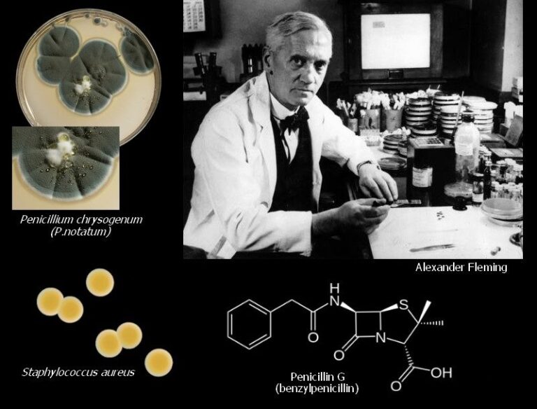 Penicillin History Structure Production And Recovery   History Of Penicillin E1596734263855 768x584 