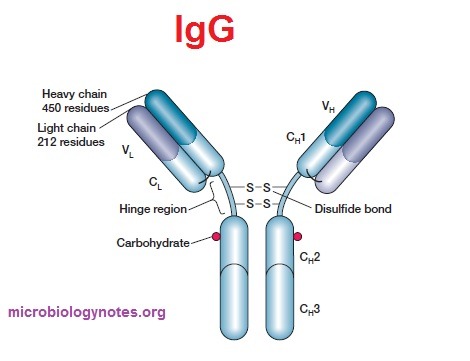 The basic structure of human IgG