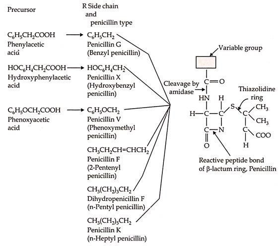 Penicillin molecule and its Precursor