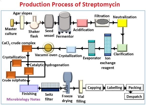 Production Process of Streptomycin