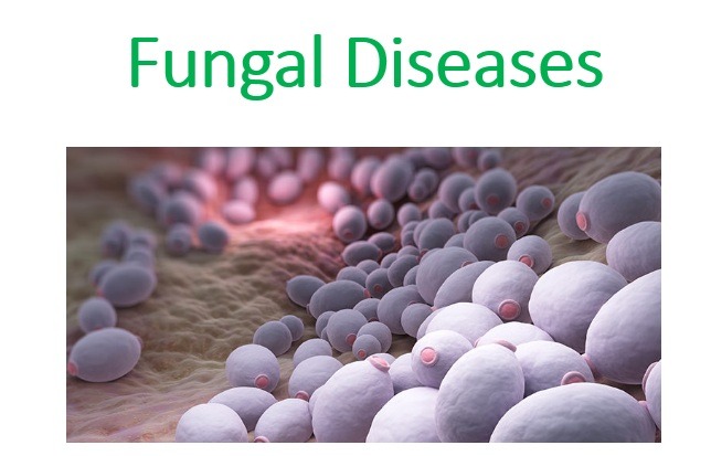 fungal-disease-microbiology-notes