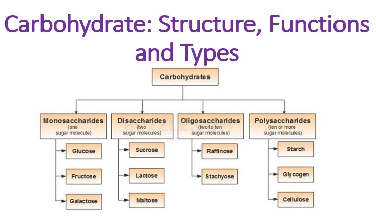 carbohydrates function