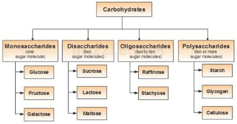 Carbohydrate: Structure, Functions and Types | Microbiology Notes