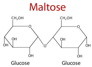 Maltose a disaccharides