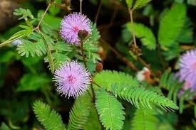 Mimosa pudica