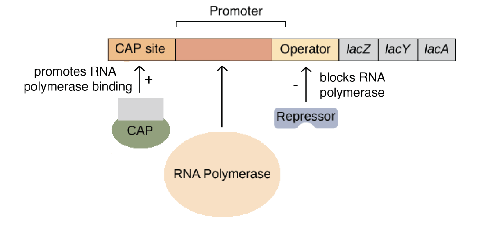 overview-of-lac-operon-an-inducible-operon-microbiology-notes