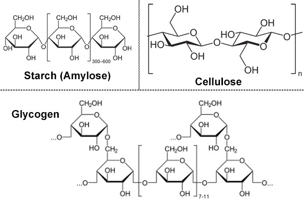 polysaccharide