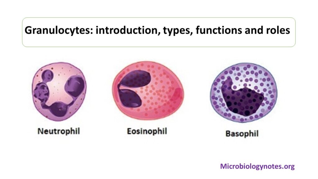 granulocytes-introduction-types-functions-and-roles