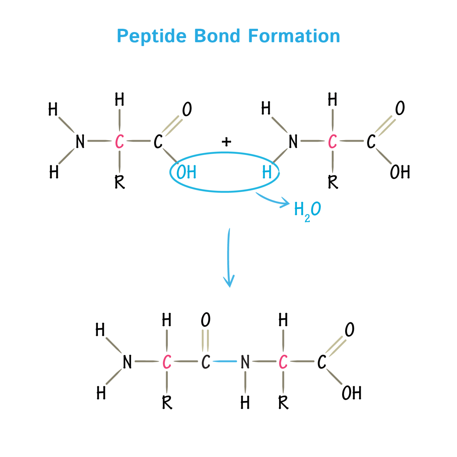 peptide backbone nitrogen atom