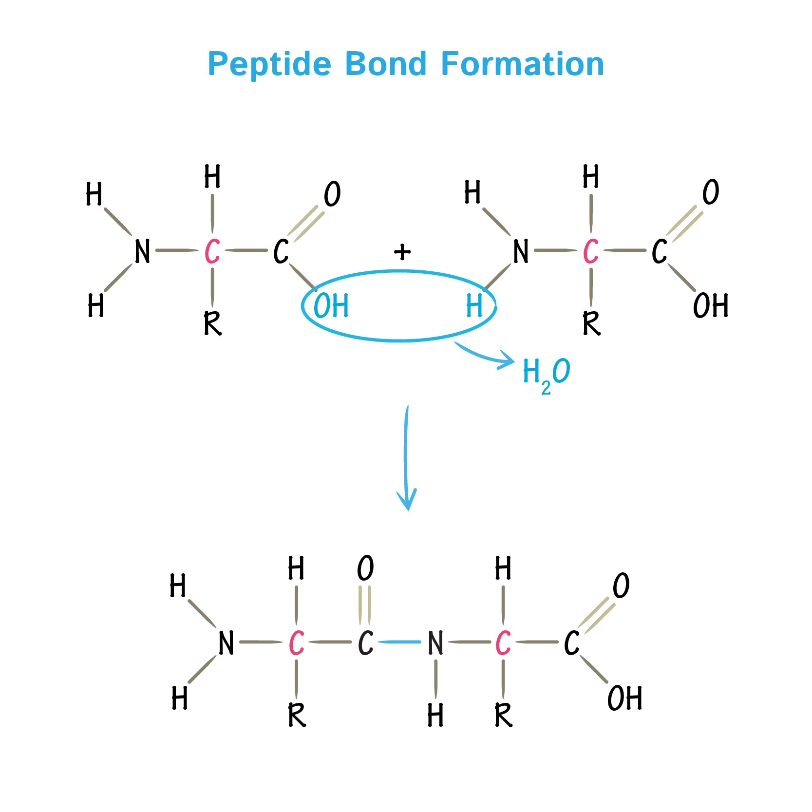 What Is A Peptide Bond Between