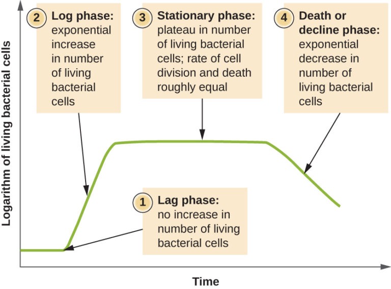 Bacterial Growth Curve Definition Phases And Measurement   Bacterial Growth Curve 768x568 