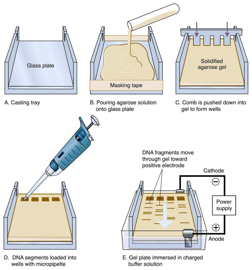 Agarose Elektrophorese Agarose Gel Electrophoresis For The Separation 