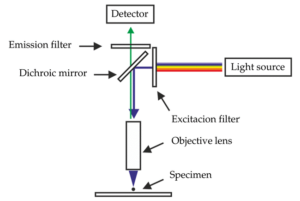 Fluorescence microscope