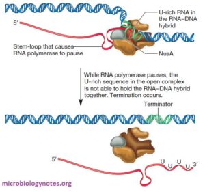 Transcription in prokaryotes: Initiation, Elongation and Termination