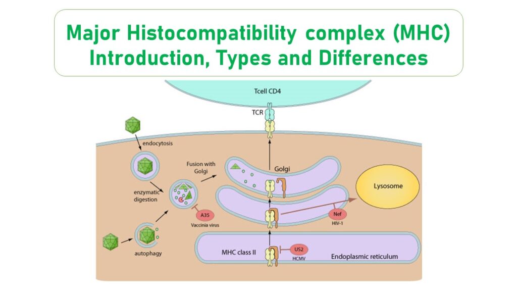 Major Histocompatibility Complex Mhc Type 1 Microbiology Notes 2349