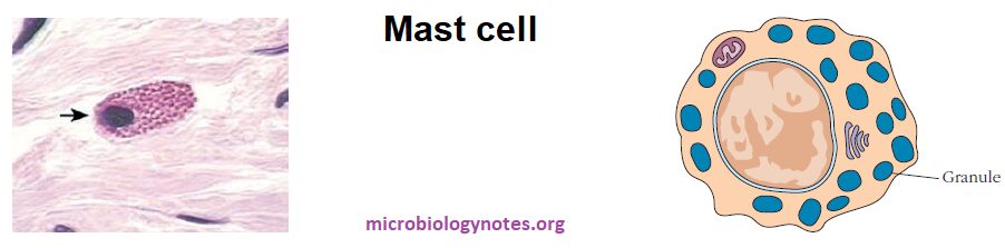 Mast cell