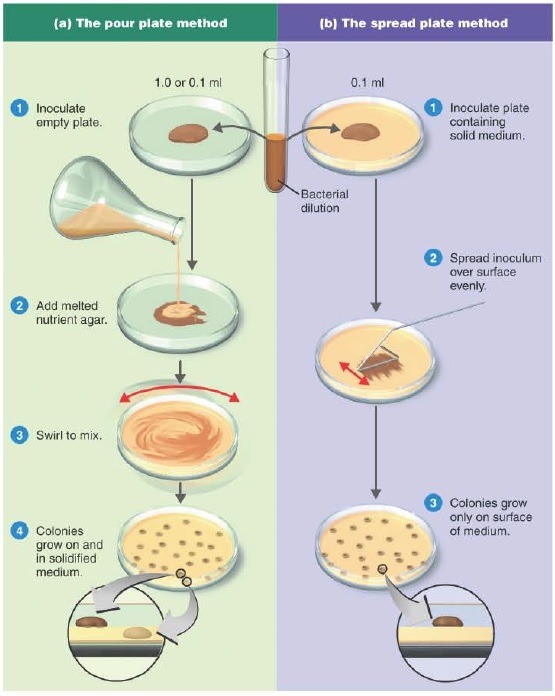 Methods of preparing plates for plate counts. (a) The pour plate method. (b) The spread plate method.