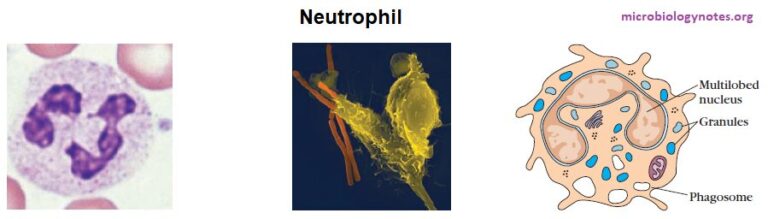 Granulocytes Introduction Types Functions And Roles 