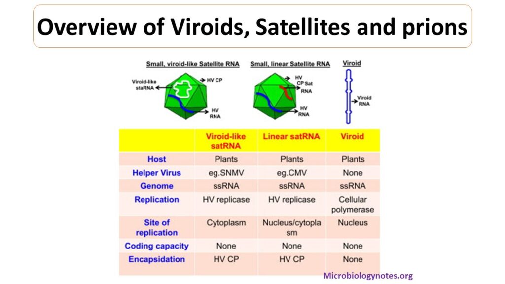 Prions - Microbiology Notes