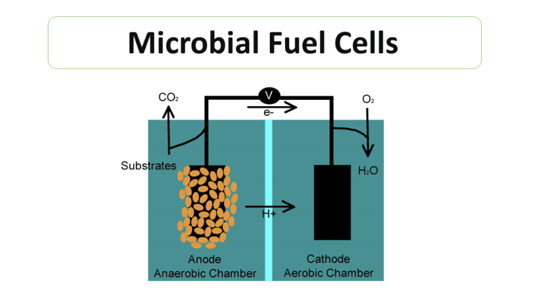 microbial fuel cell experiment