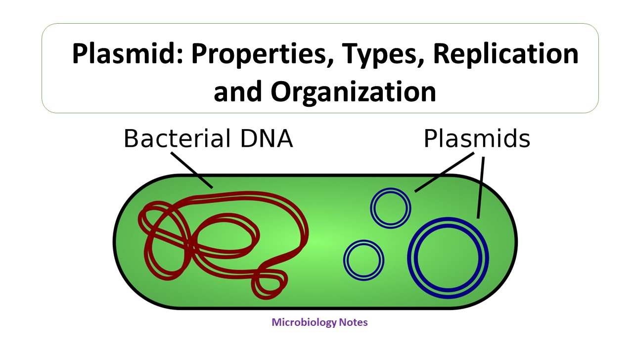 Plasmid: Properties, Types, Replication And Organization