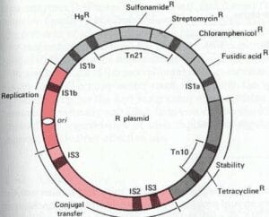 R plasmid or R factors