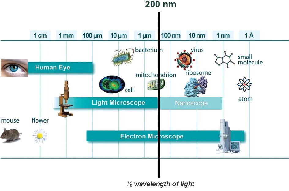 Resolution limit of standard light microscope