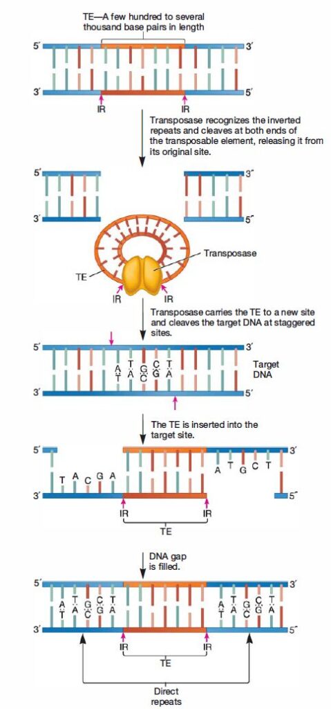 Transposable Elements - Microbiology Notes