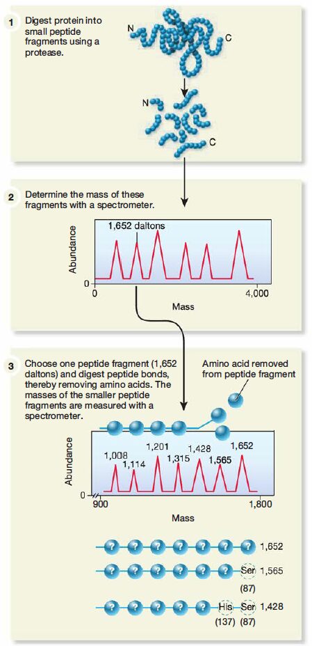 The Use ofTandem Mass Spectrometry to Determine the Amino Acid Sequence of a Peptide