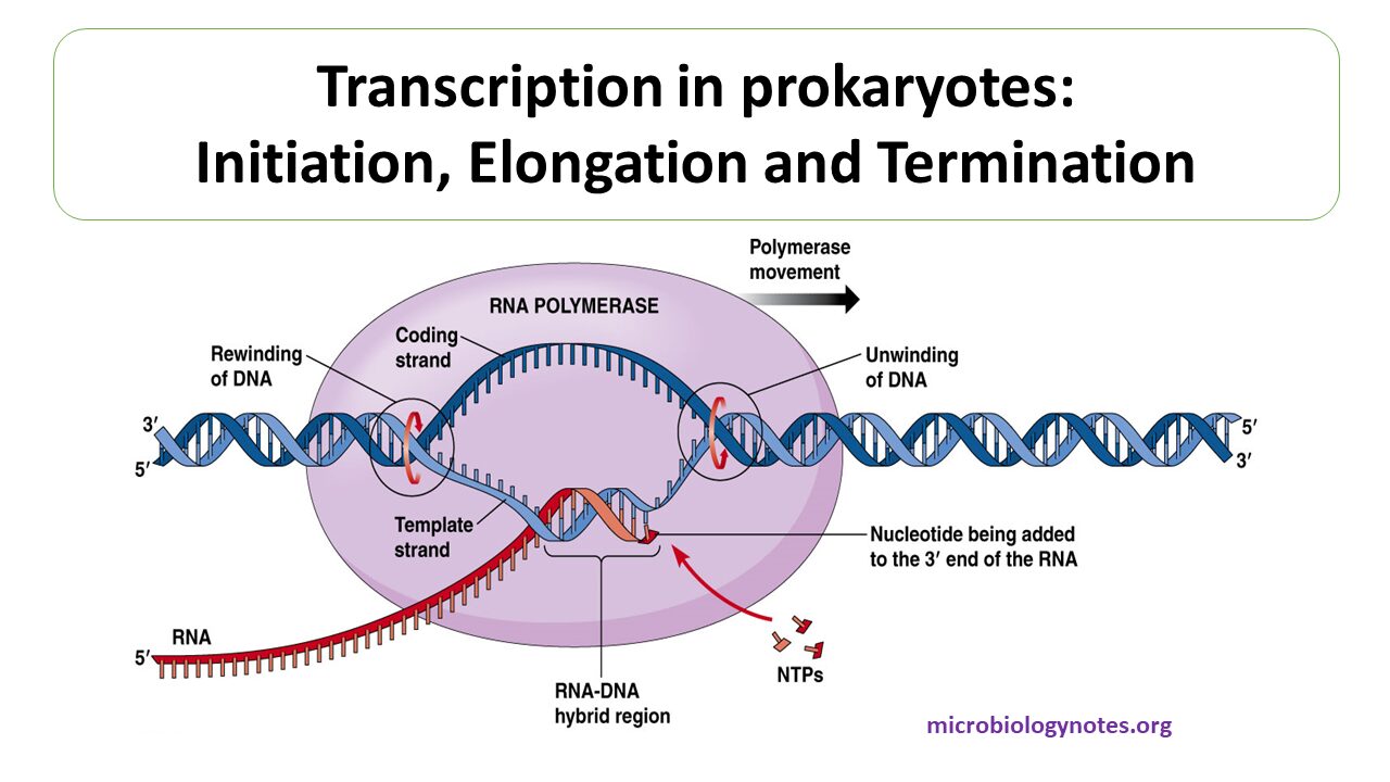Transcription In Prokaryotes Initiation Elongation And Termination 