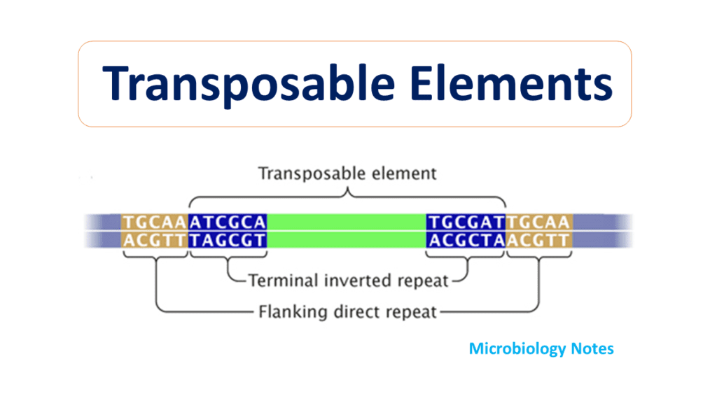 transposable elements are dna sequences that