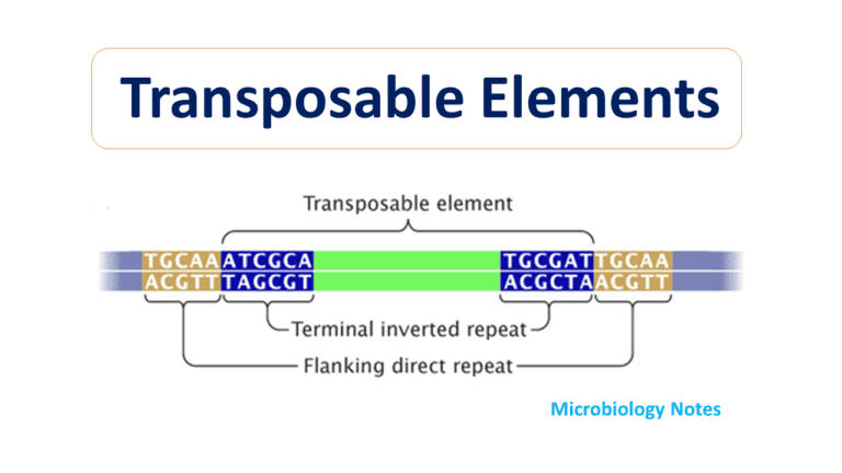 barbara-mcclintock-microbiology-notes