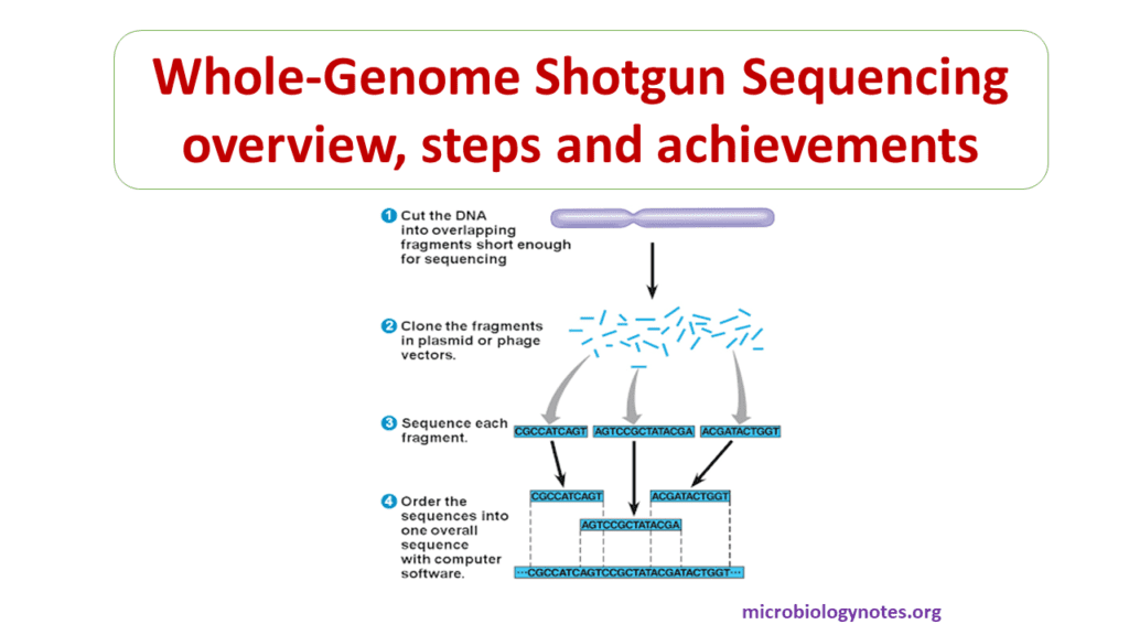 Whole Genome Shotgun Sequencing Overview Steps And Achivements Microbiology Notes 5777