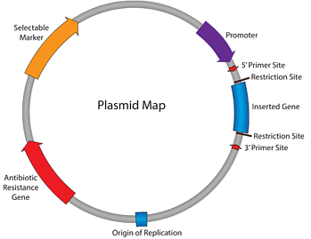 plasmid map